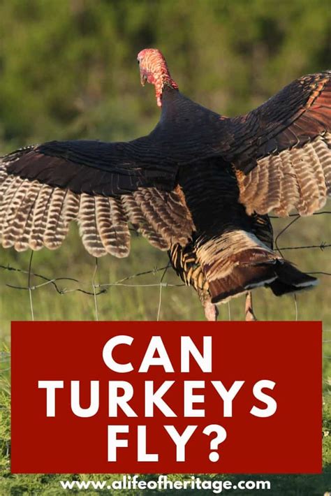 can baby wild turkeys fly - Glennie Shank