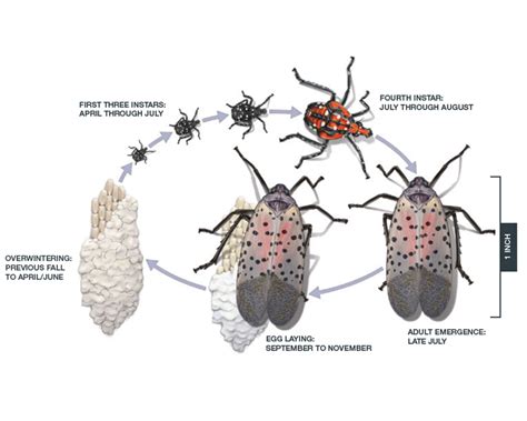 Spotted Lanternfly (Lycorma delicatula) - Tualatin Soil and Water Conservation District