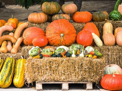 What Is A Squash vs. Gourd vs. Pumpkin?