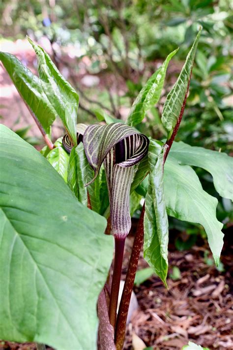 Aroids: These Curious-Looking Plants Have an Addictive Appeal - The New York Times