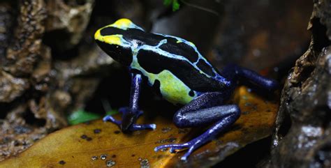 dendrobates tinctorius robertus