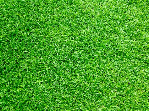 Green Grass · Free Stock Photo