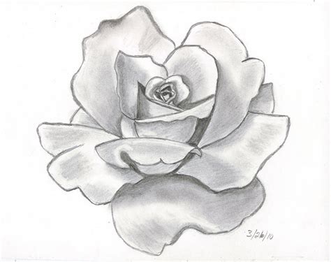 Red Rose Drawing by PIEMUNCHER22 on DeviantArt