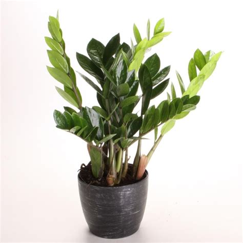 a potted plant with green leaves on a white background