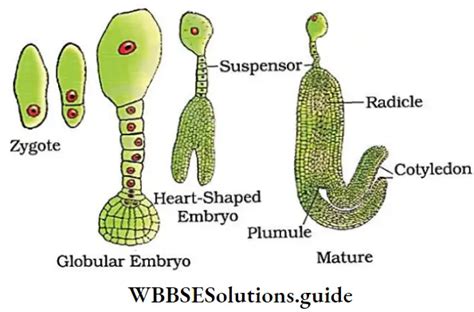 NEET Biology Class 12 Sexual Reproduction in Flowering Plants Notes ...