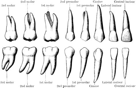 Permanent Teeth | ClipArt ETC