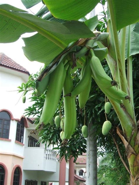 Pisang Tanduk Buah Khas Desa Colo, Jawa Tengah | Hewan, Bebek, Pohon buah