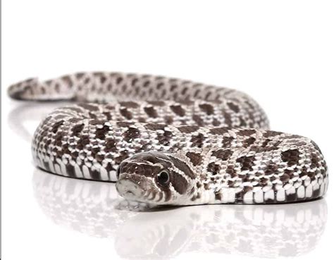 Axanthic Western Hognose Snake For Sale - Upriva Reptiles