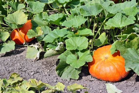 Cutting Back Pumpkin Vines - Learn How To Prune Pumpkins | Gardening ...