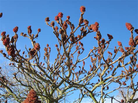 Free Images : tree, branch, blossom, sky, fruit, leaf, flower, food ...