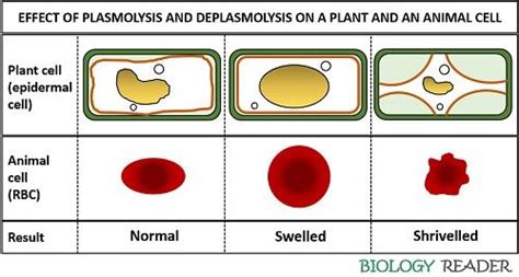 Difference Between Plasmolysis and Deplasmolysis (with Comparison Chart ...