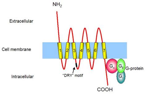 Chemokines and Chemokine Receptors - Creative Diagnostics