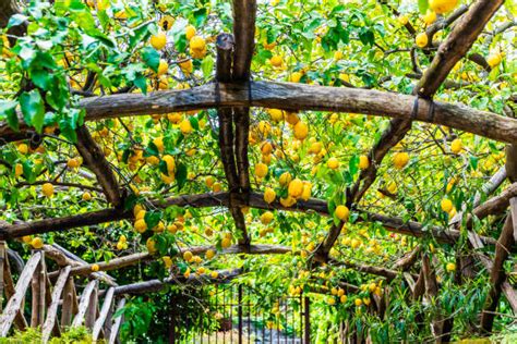 740+ Amalfi Coast Lemon Trees Stock Photos, Pictures & Royalty-Free Images - iStock