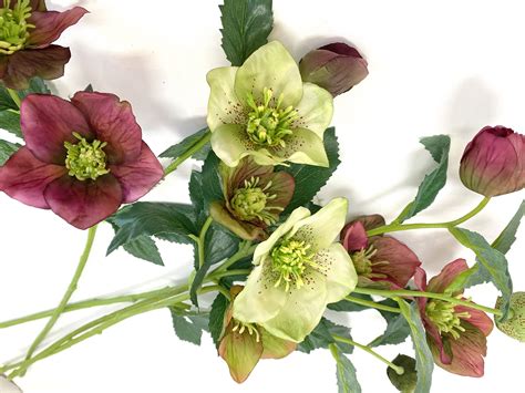 4 colors Hellebore artificial hellebore helleborus Lenten | Etsy