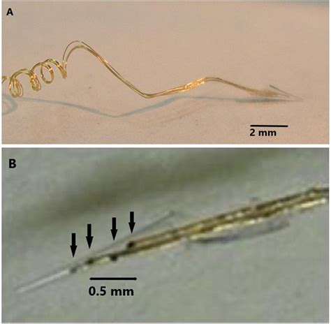 Frontiers | Histological Confirmation of Myelinated Neural Filaments ...