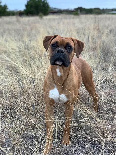 a brown and white dog standing on top of a dry grass field