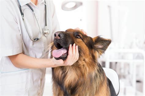 What Causes Gingivitis In Dogs And How Do I Prevent It? | Ask Fido