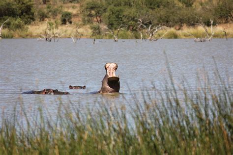 Where you go I go..: Pilanesberg National Park