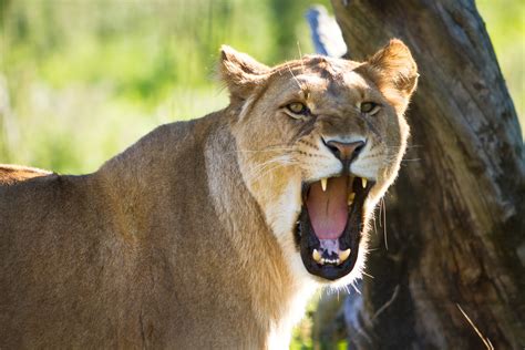 Lioness' Roar | Shot at Kristiansand Zoo in Norway. | Christer Hansen Eriksen | Flickr