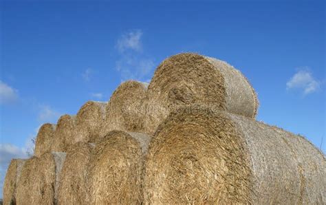 Hay Bales stock image. Image of feed, livestock, farm, food - 701319