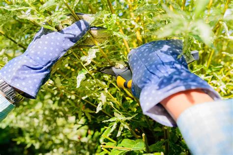 Light Pruning Is Possible On Mature Willows; Pollarding Schemes Are ...