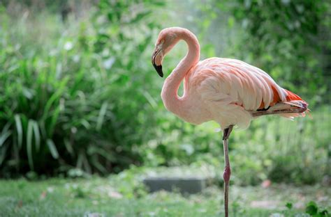 Why do flamingos stand on one leg? | The US Sun