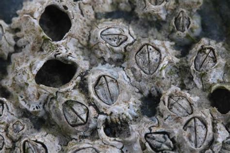 Barnacles | Softback Identification Key | Field Studies Council