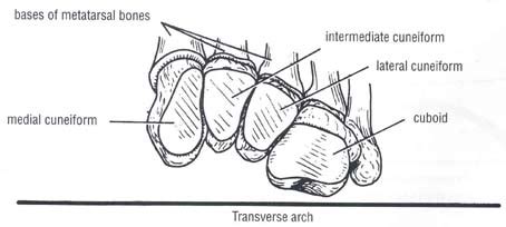 The Transverse Arch Of The Foot