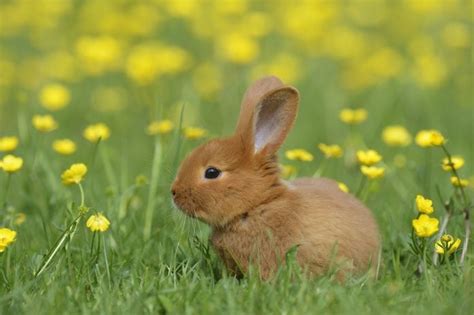 30 Cute Bunny Pictures to Make You Smile — Adorable Bunnies