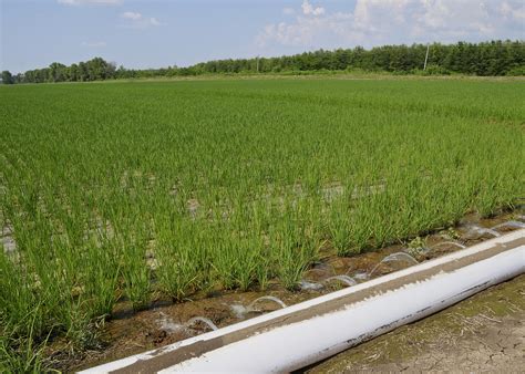 Garden Furrow Irrigation | Fasci Garden