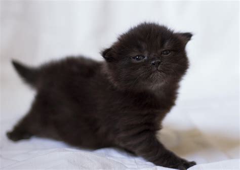 wallpaper kitten, black, photo shoot, baby HD : Widescreen : High Definition : Fullscreen