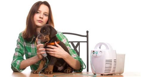 Dog Asthma: Symptoms, Risks and Prevention Tips • Pet on Bed