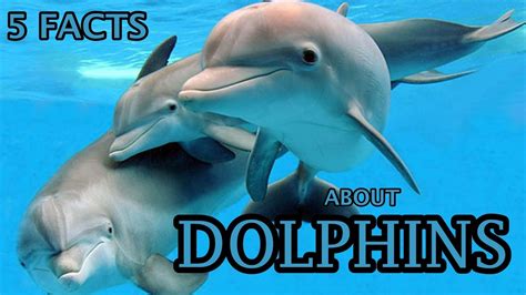 Fun Facts About Bottlenose Dolphins For Kids - Fun Guest