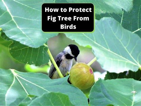 How to Protect Fig Tree From Birds - Birds Master