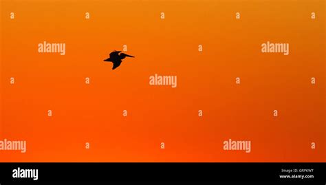 Pelican silhouetted hi-res stock photography and images - Alamy