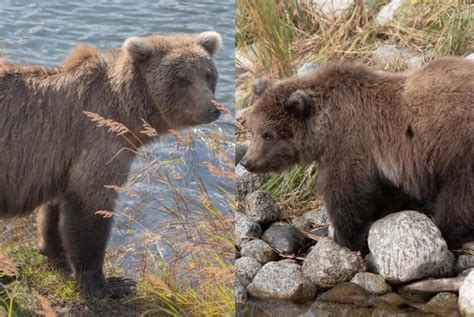 Katmai National Park unveils Fat Bear Week bracket - UPI.com