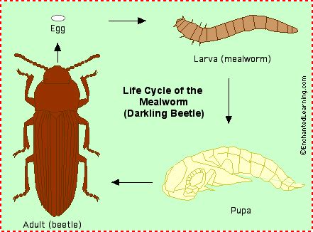 Yellow Mealworm/Darkling Beetle - Enchanted Learning Software