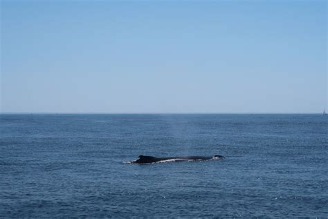 Whale watch in Newburyport, MA | Whale, Whale watching, Animals