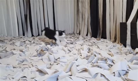 Watch a Playful Cat Go Crazy in a Room Full of Toilet Paper - Our Funny ...