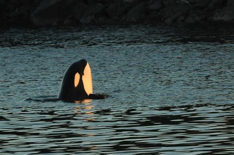 Trapped Orca Rescued Off B.C. Coast (PHOTOS)