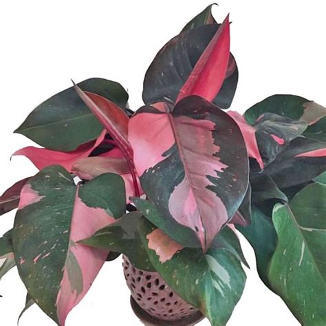 pink princess philodendron care australia - Kasie Hodgson