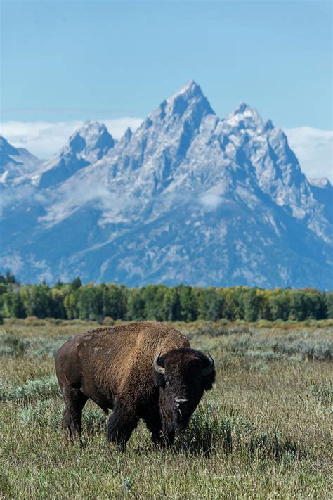 Bison In Grand Teton National Park Photograph by Mark Newman - Fine Art America