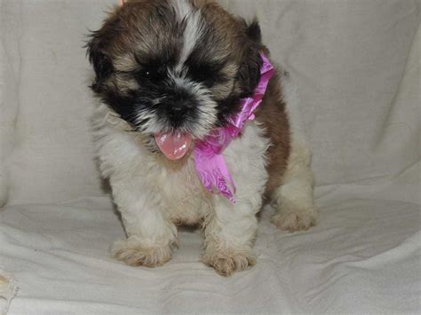 Find Purebred Shih Tzu Puppies in India for sale | Mr n Mrs Pet