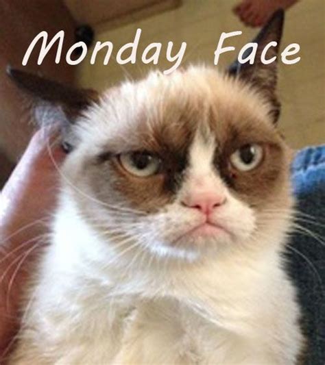 Monday Face Gato Grumpy, Grumpy Cat Meme, Grumpy Kitty, Grump Cat, Cute Cats, Funny Cats, Funny ...