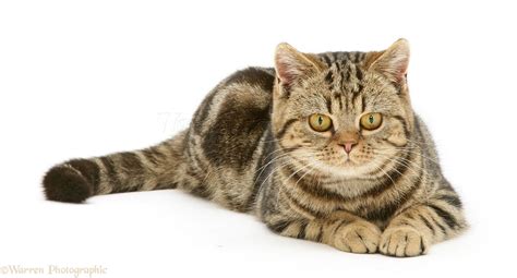 British Shorthair tabby-tortoiseshell cat lying photo WP44311