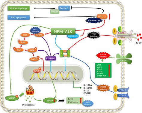 Frontiers | Holistic View of ALK TKI Resistance in ALK-Positive ...