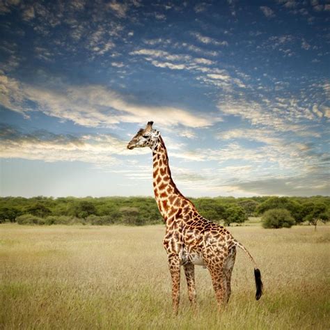 Giraffe Facts: Habitat, Behavior, Diet | Fun facts about giraffes, Giraffe facts, Giraffe