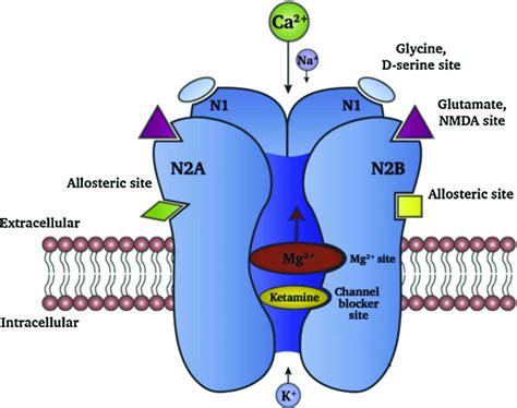 The NMDA receptor comprises of two N1 sub-units and two N2A/N2B, or one ...