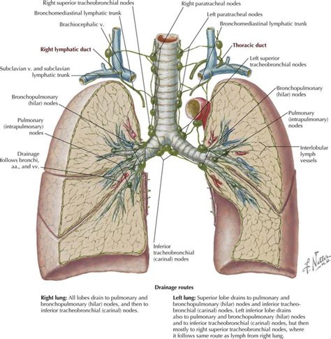 Thorax | Basicmedical Key