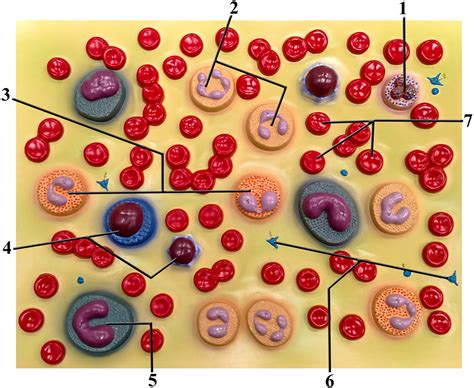 Blood Cells Models Diagram | Quizlet